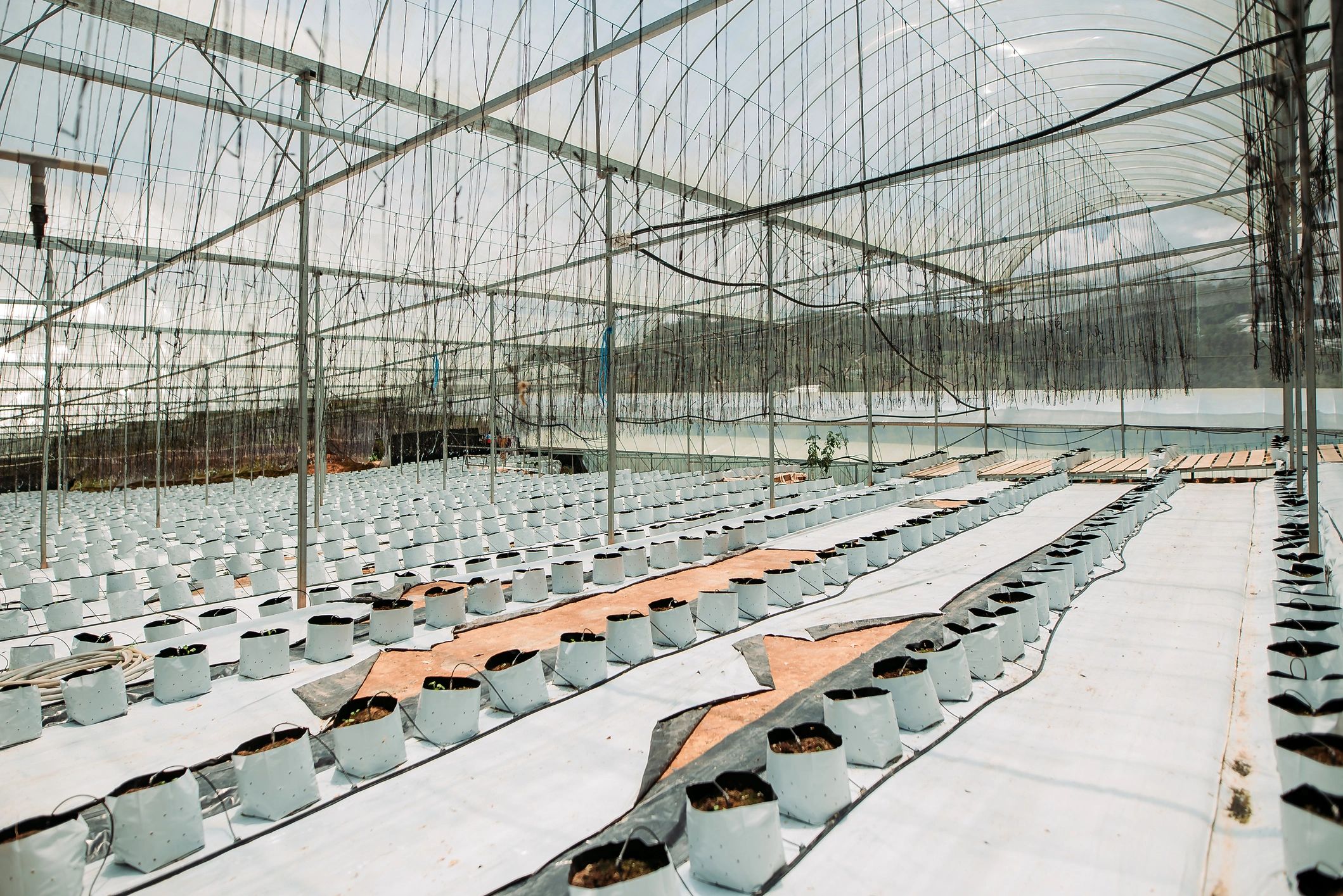 Healthy greenhouse plants representing soil enrichment results