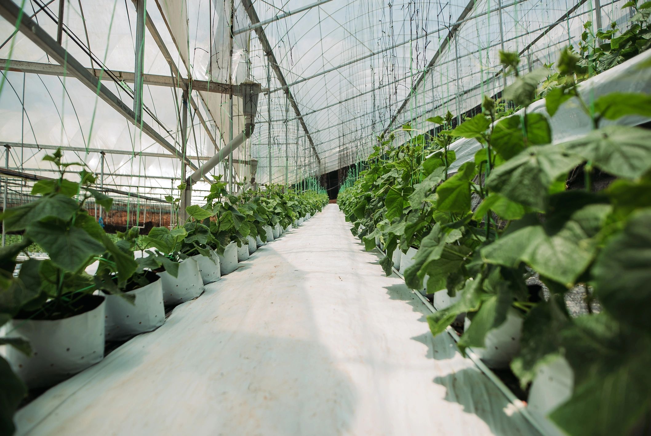 Plants growing in a greenhouse