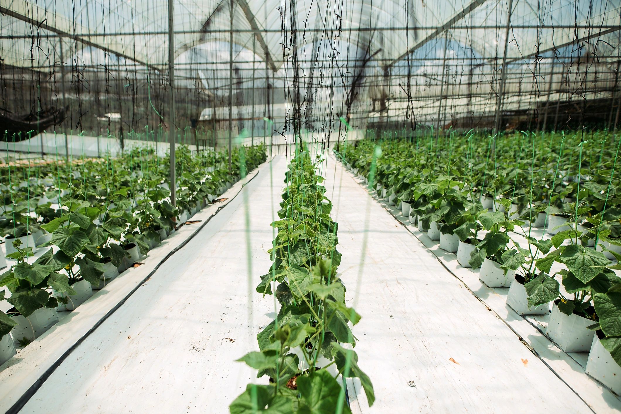 Healthy plants growing in a greenhouse environment