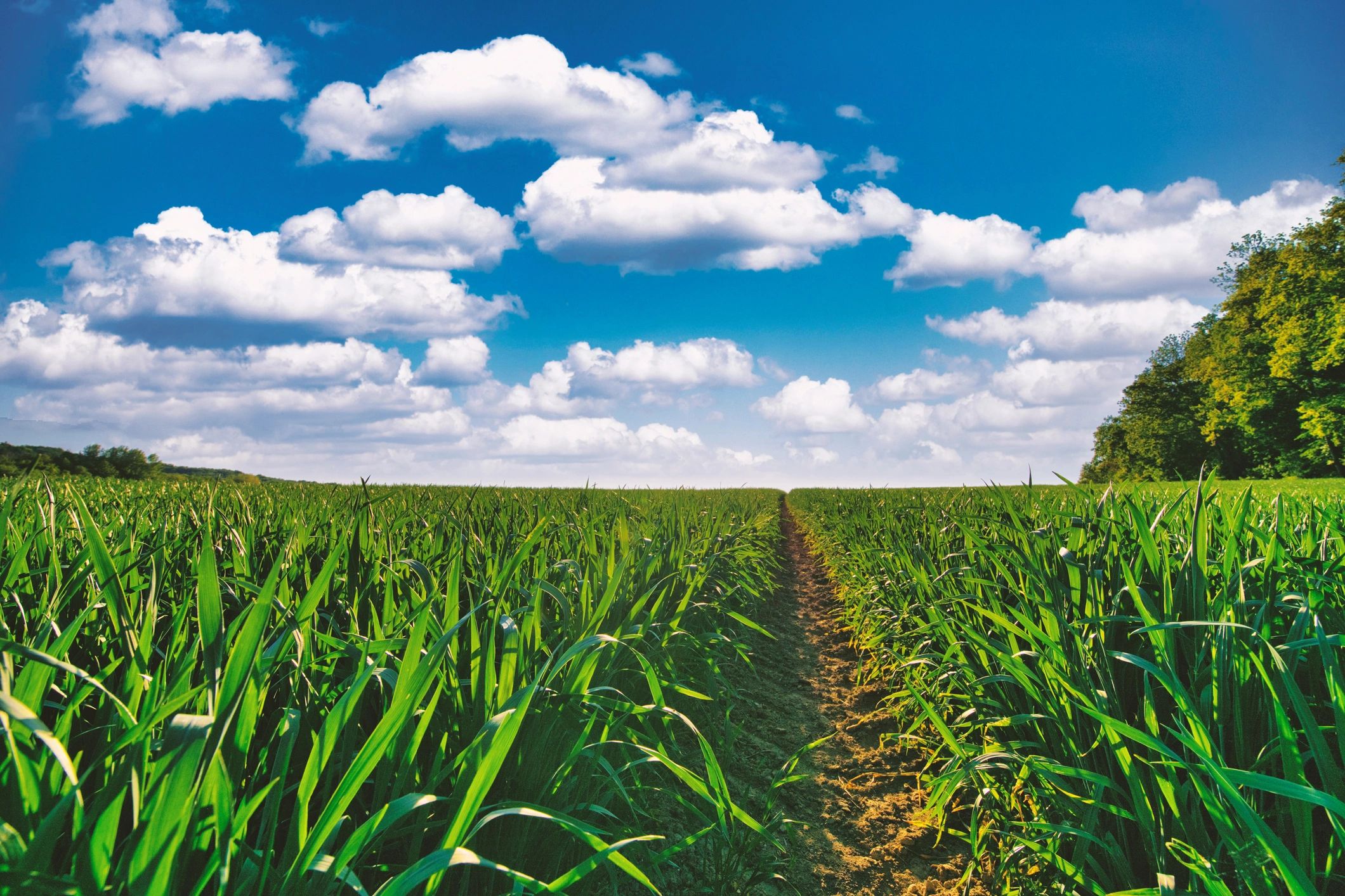 Healthy crop field showing vigorous plant growth