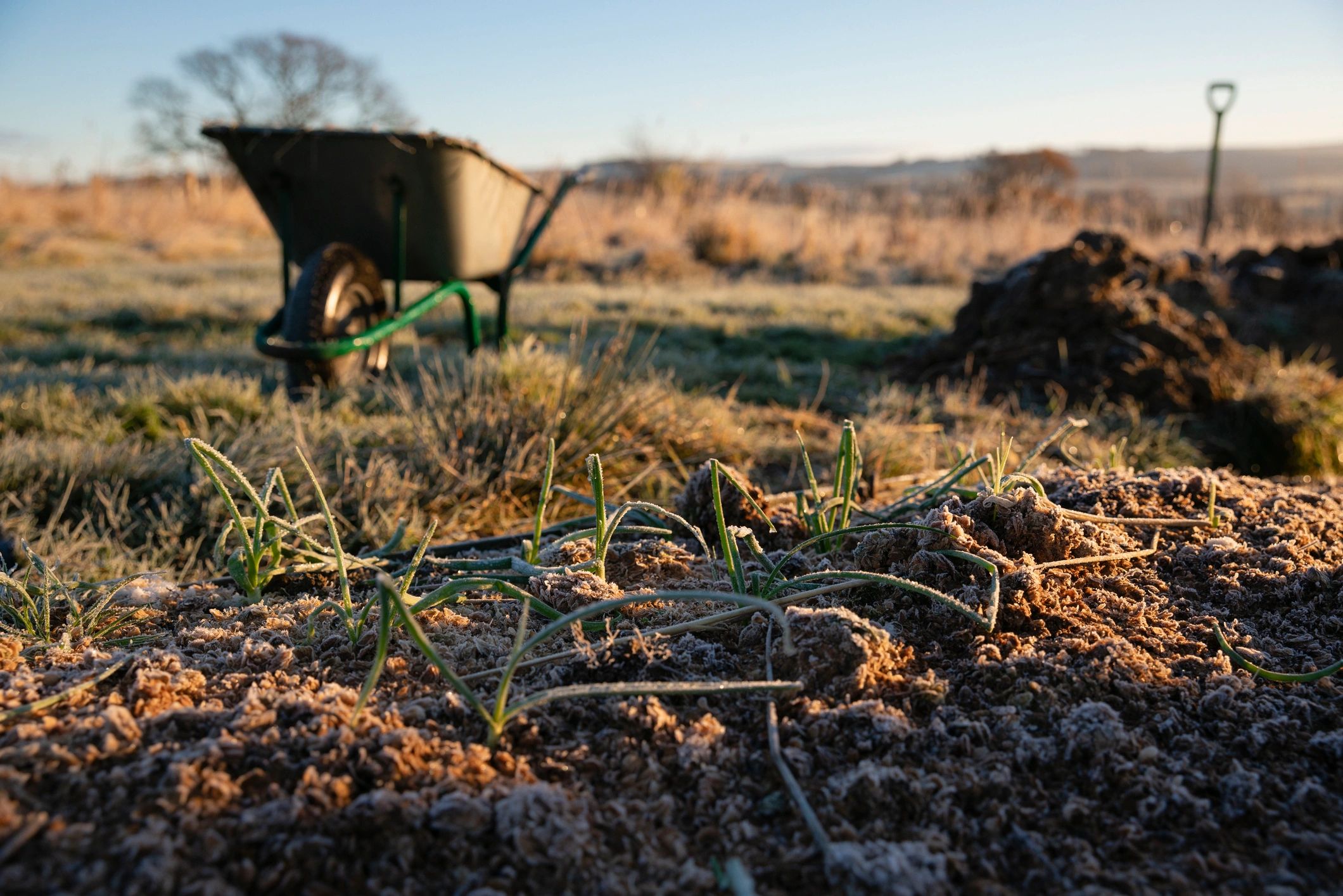 Leeks growing in nutrient-rich compost