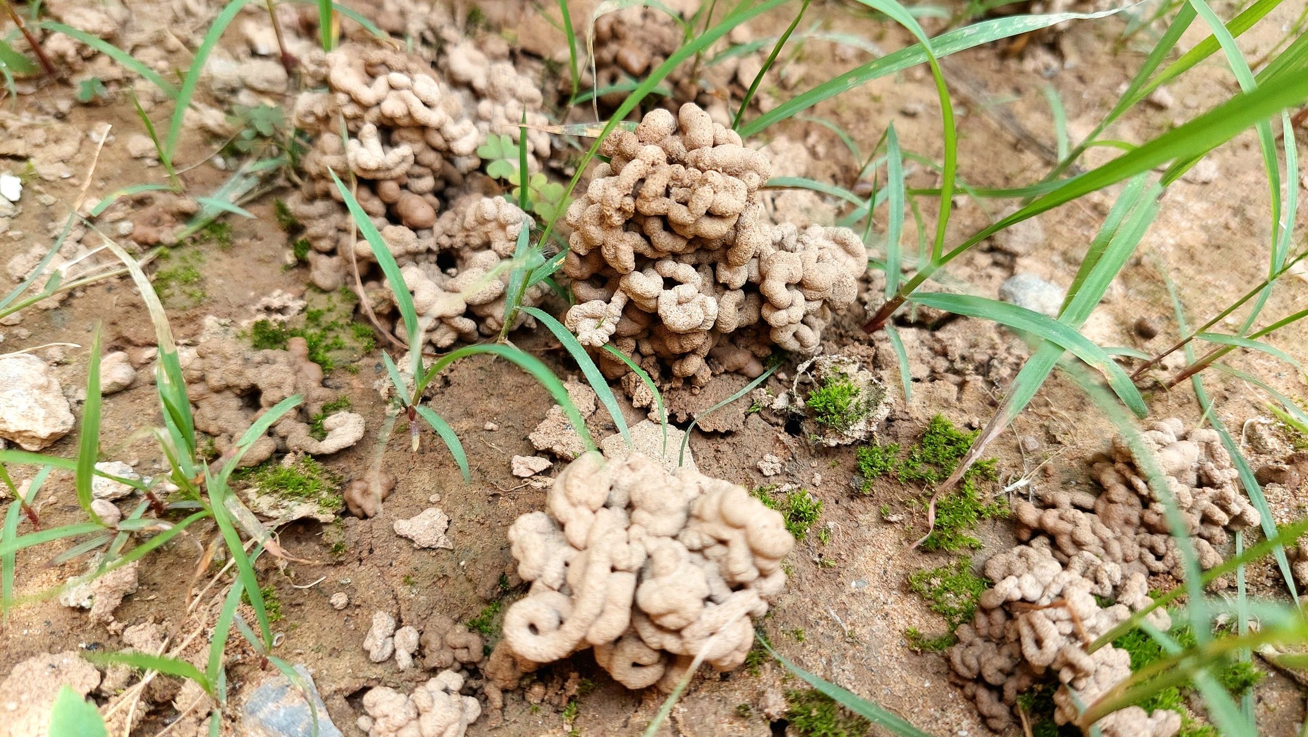 Earthworm castings and compost for vermicompost production