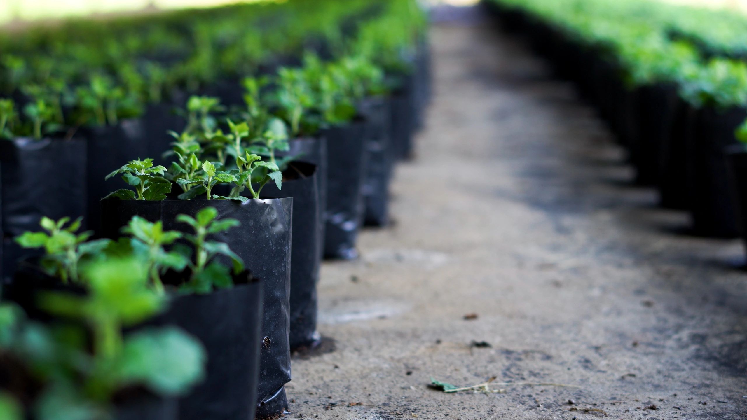 Organic farming field with healthy green plants