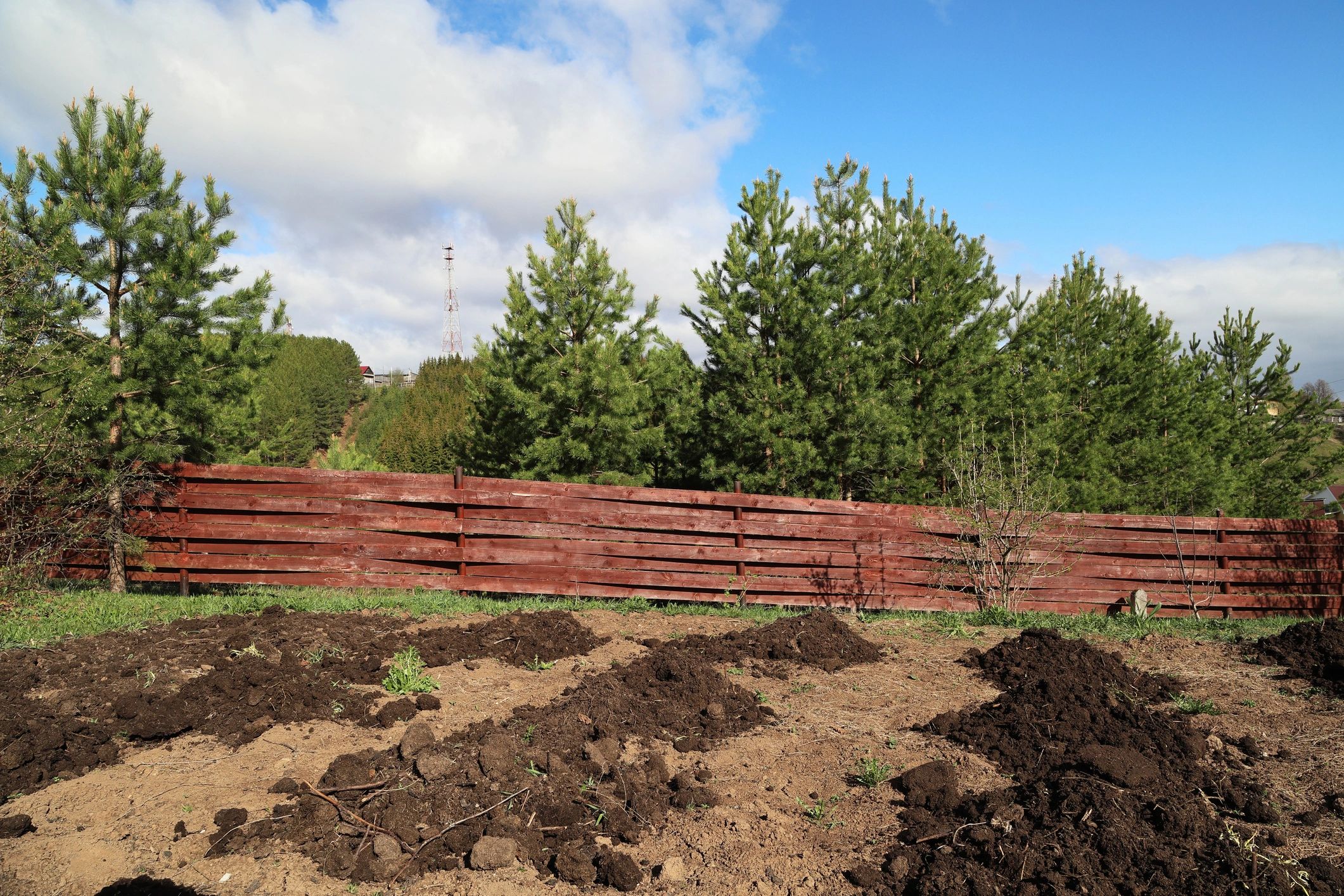 Vegetable garden prepared with organic humus and healthy soil